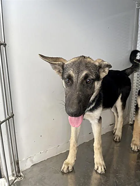 A baby medium-sized female Black German Shepherd Dog dog named Blossom URGENT for adoption in Thousand Oaks, CA