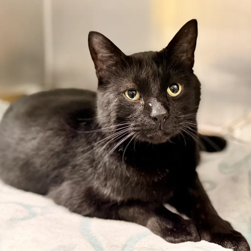 An adult medium-sized male Black Domestic Short Hair cat named Bucky for adoption in Jackson, NJ