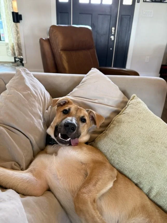 A young small-sized male German Shepherd Dog dog named Glenn for adoption in Houston, TX