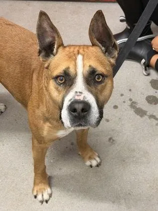 An adult large-sized male Mixed Breed dog named Logan for adoption in West Chester, PA