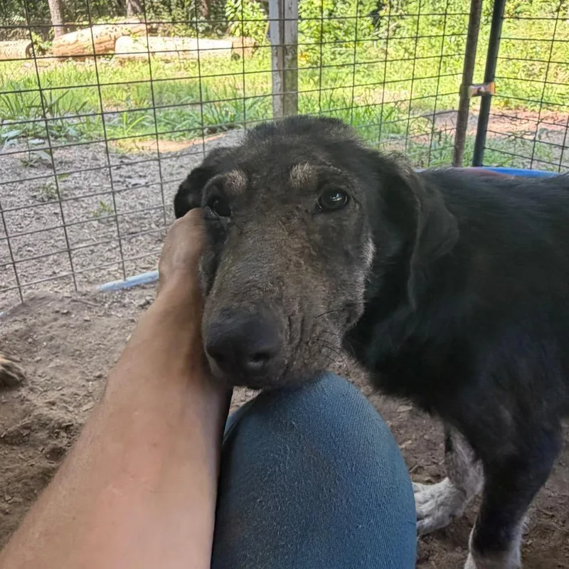 A baby medium-sized male Shepherd dog named Tattoo for adoption in Washington, DC