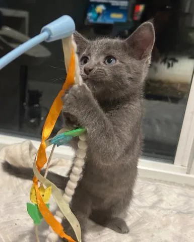 A baby small-sized male Domestic Short Hair cat named Jeffrey for adoption in San Pedro, CA