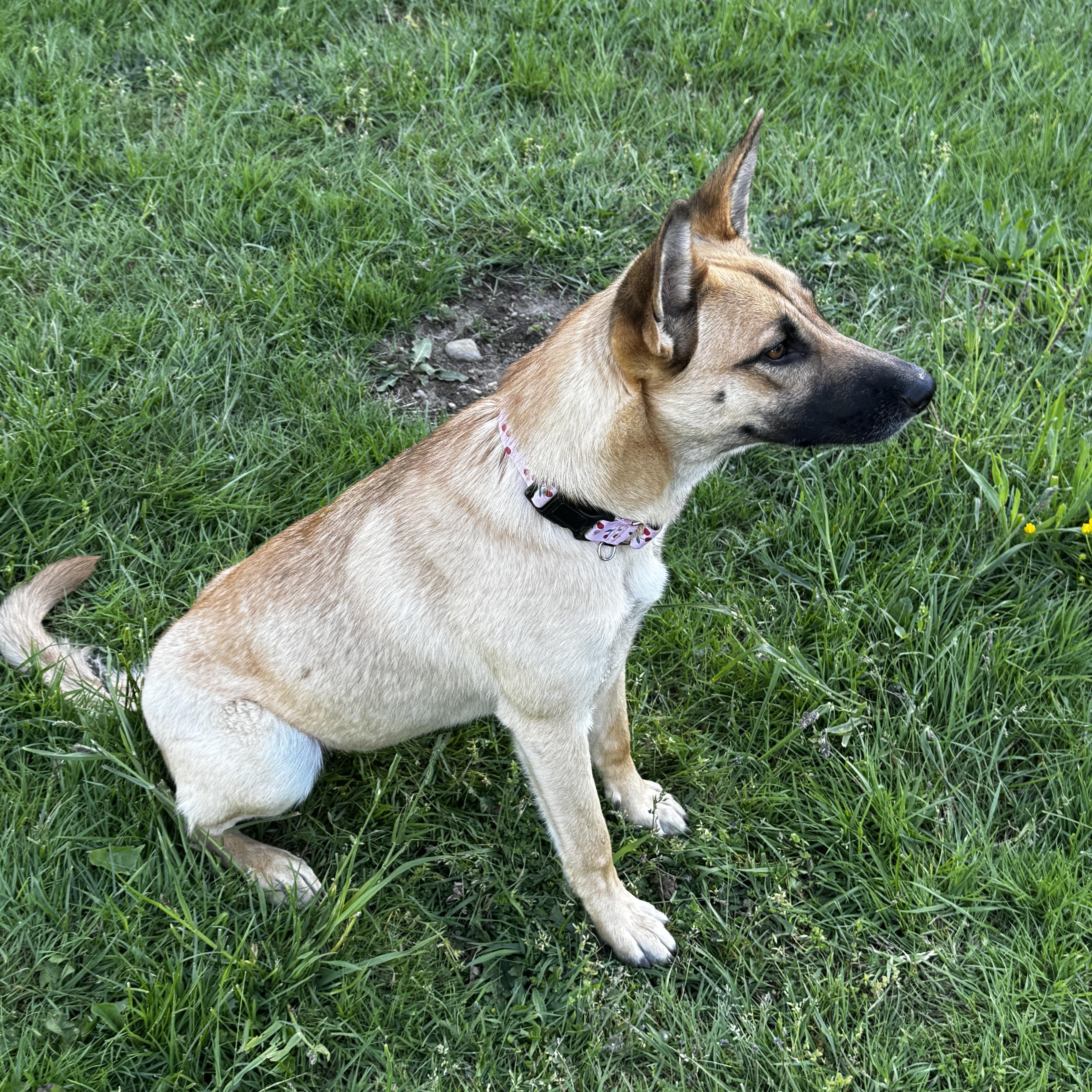 A young medium-sized female Shepherd dog named Kim for adoption in Ferndale, WA