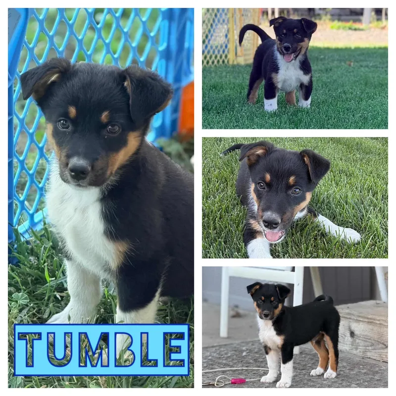 Tumble
