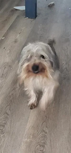 Odie