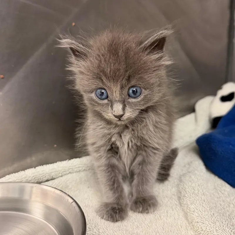 A baby small-sized male Domestic Medium Hair cat named Octobur Fest for adoption in Austin, TX
