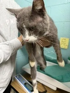 An adult medium-sized male Gray & White Domestic Short Hair cat named Hoge for adoption in Trenton, NJ