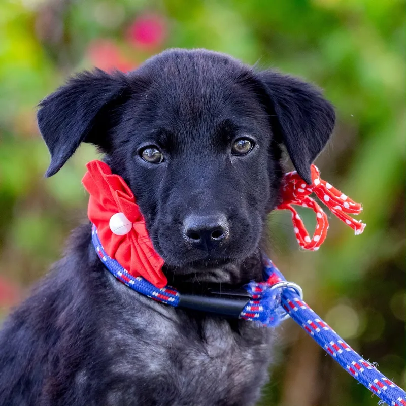 A baby medium-sized female Black Labrador Retriever dog named Perla your adventure buddy for adoption in Lake Forest, IL