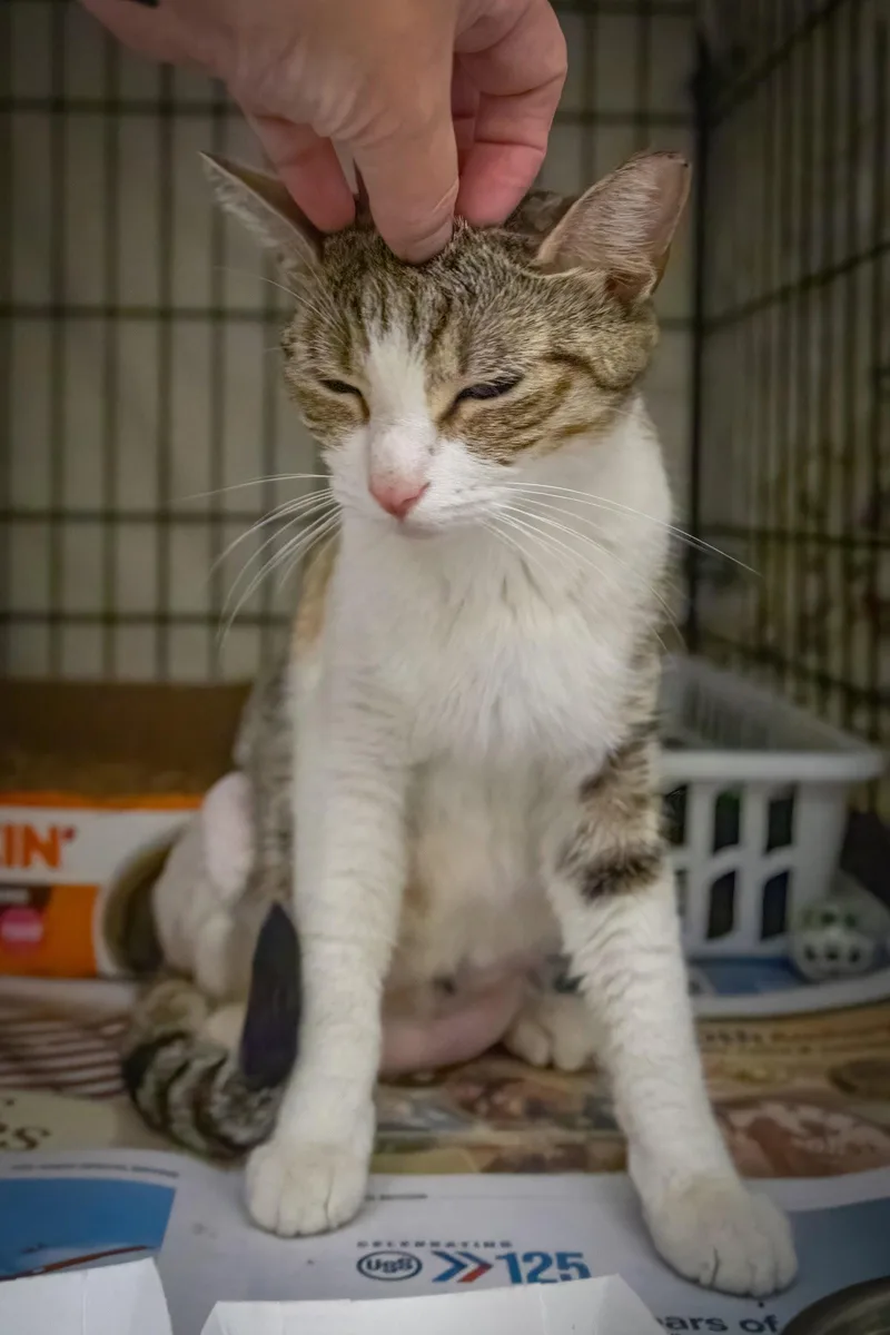 A young medium-sized female Tabby cat named Shelly for adoption in Greenville, DE