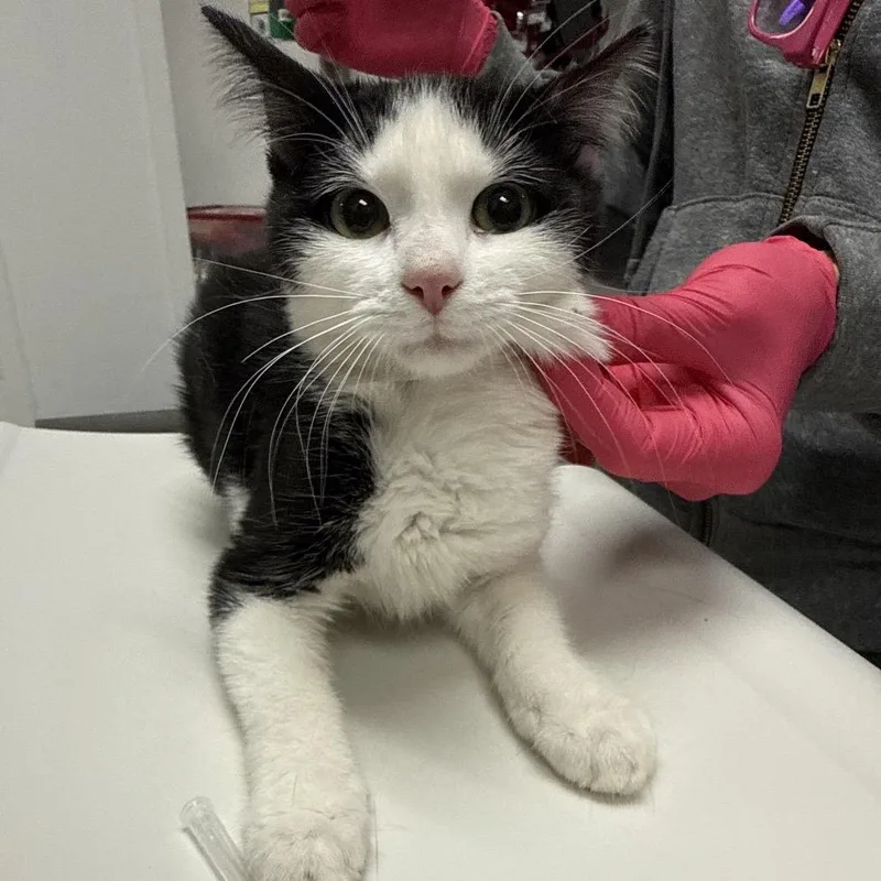 A baby small-sized female Black Domestic Short Hair cat named Aspen for adoption in Henderson, NV