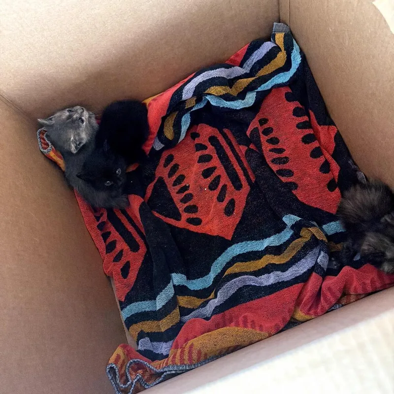 A baby small-sized male Black Domestic Short Hair cat named Dyson for adoption in Long Beach, CA