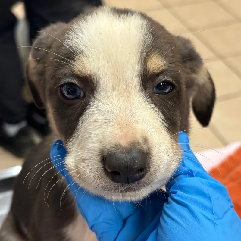 A baby small-sized male Brown / Chocolate Hound dog named Balenciaga for adoption in Birmingham, AL