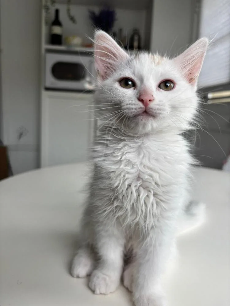 A baby medium-sized female White Domestic Medium Hair cat named Paws for adoption in Oceanside, CA