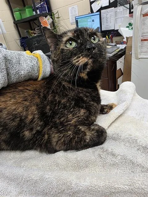 An adult large-sized female Domestic Short Hair cat named Barbie for adoption in Aliquippa, PA