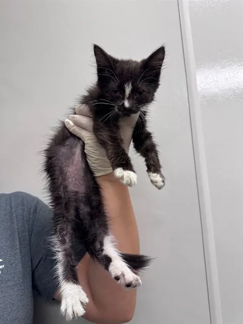 A baby small-sized female Domestic Short Hair cat named Barbie for adoption in Ontario, CA