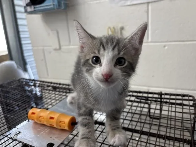 A baby small-sized male Domestic Short Hair cat named Cub for adoption in San Bernardino, CA