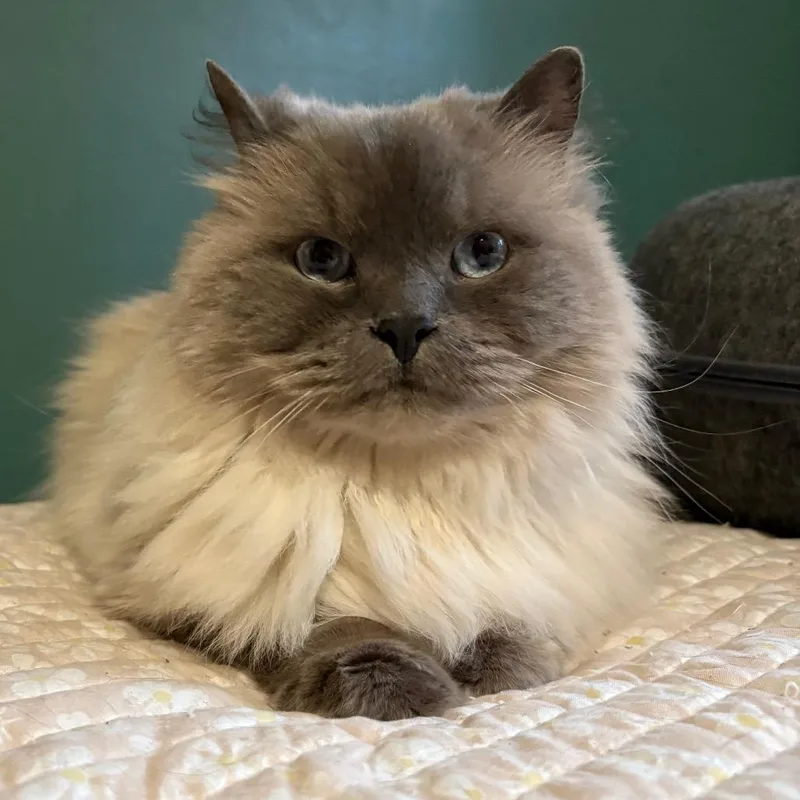 An adult small-sized male Gray / Blue / Silver Ragdoll cat named Jax for adoption in Johnstown, PA
