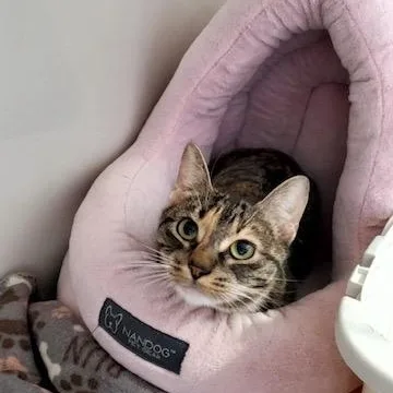 Willow thumbnail 3