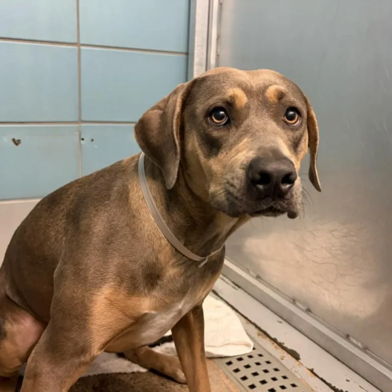 An adult medium-sized female Rhodesian Ridgeback dog named Shonda for adoption in Houston, TX