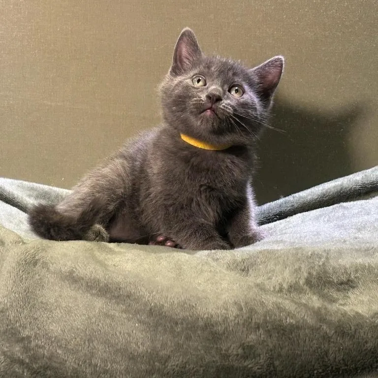 A baby medium-sized female Gray / Blue / Silver Domestic Short Hair cat named Meringue & Rocky Road for adoption in Medfield, MA