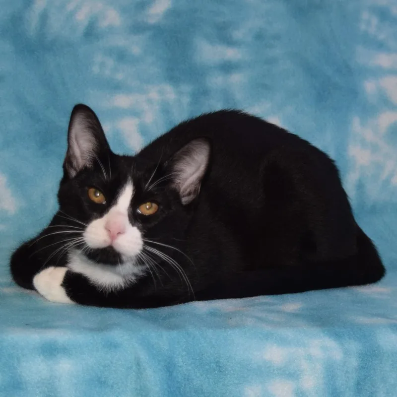 A young small-sized male Black Domestic Short Hair cat named Sylvester for adoption in Eureka, CA