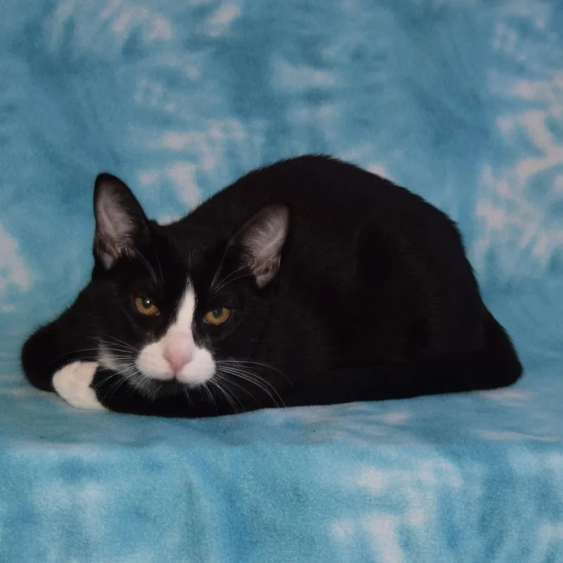 Sylvester thumbnail 2
