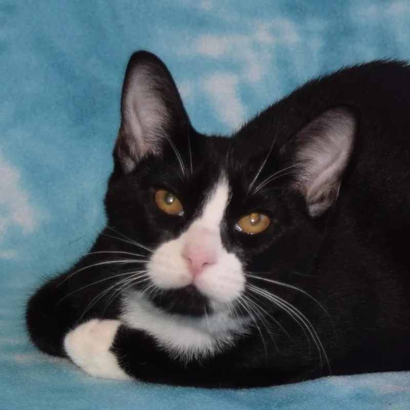 Sylvester thumbnail 3