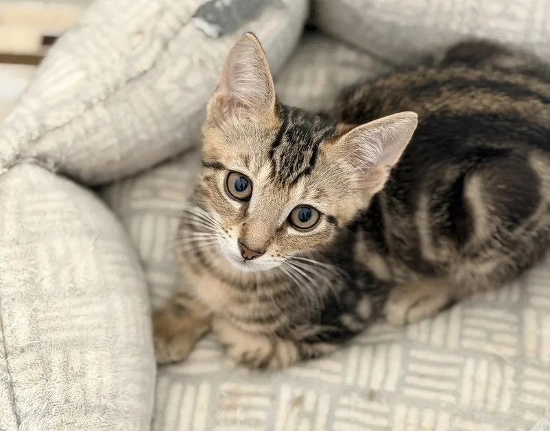 A baby medium-sized male Tabby cat named Hash Brown for adoption in Fort Myers, FL