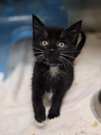 A baby small-sized male Domestic Short Hair cat named Bada Bing for adoption in Westland, MI