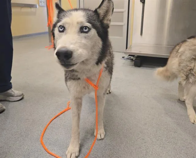 An adult large-sized female Siberian Husky dog named Moltres for adoption in Tustin, CA