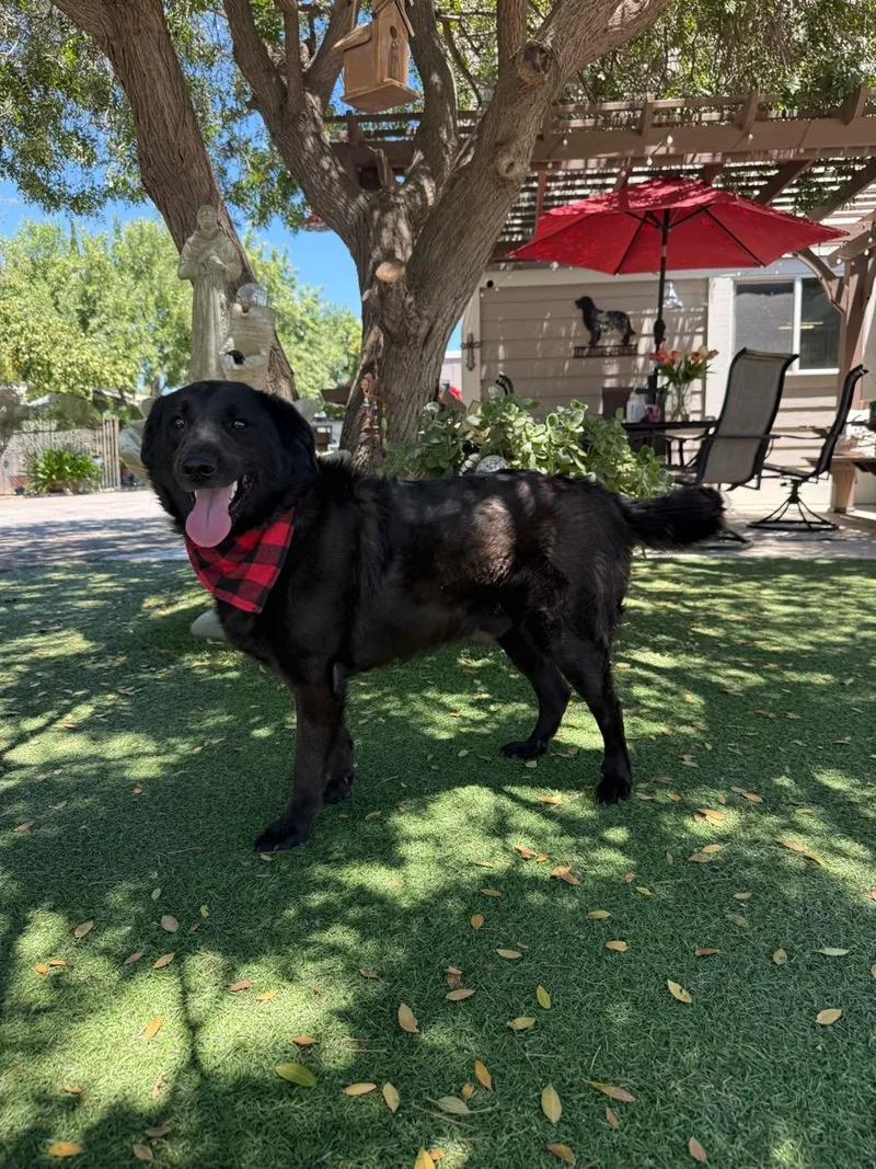A young medium-sized male Black Golden Retriever dog named Scout for adoption in Temecula, CA