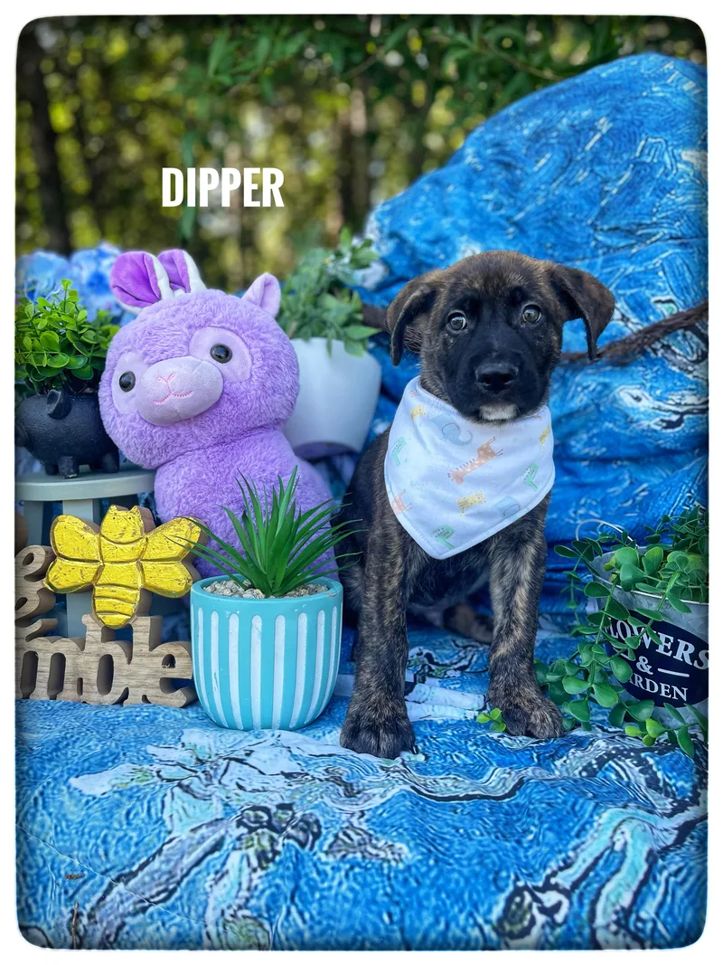 A baby medium-sized male Labrador Retriever dog named Dipper for adoption in Sebring, FL