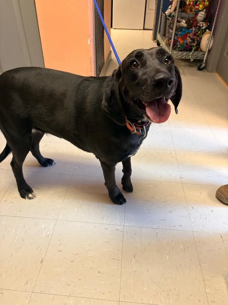 An adult medium-sized female Black Labrador Retriever dog named Doolin Lake Rd. for adoption in Morgantown, KY