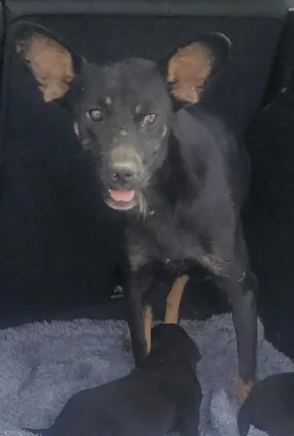 A young medium-sized female Black Mixed Breed dog named 61303526 for adoption in El Paso, TX
