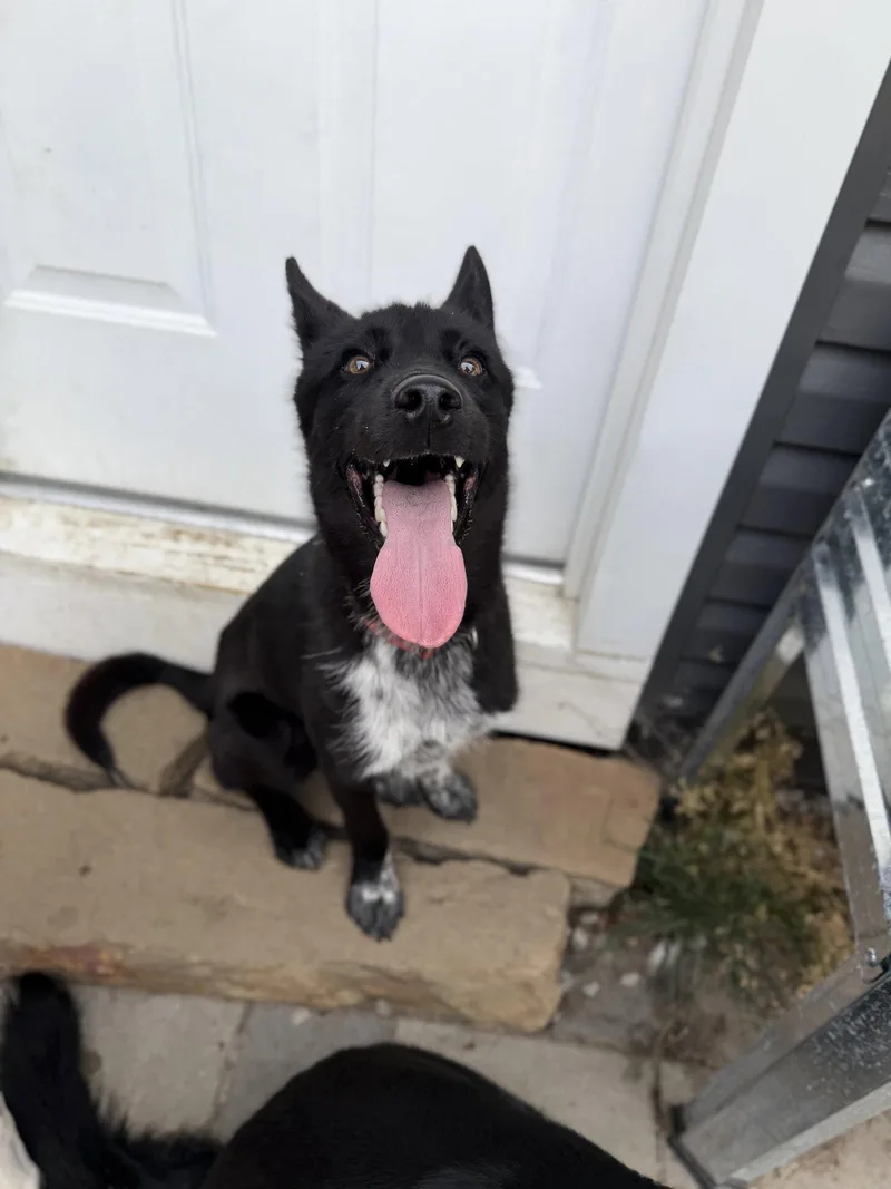 A young medium-sized male Husky dog named Khaos for adoption in Akron, OH