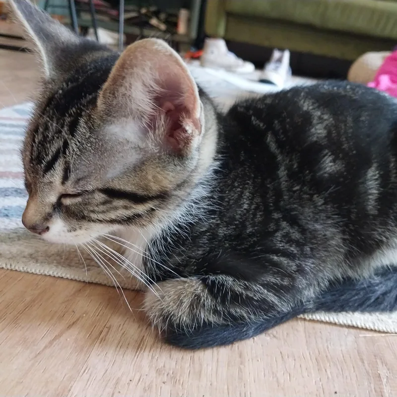 A baby small-sized male Tabby (Buff / Tan / Fawn) Domestic Short Hair cat named Stop Sign for adoption in Richmond, VA