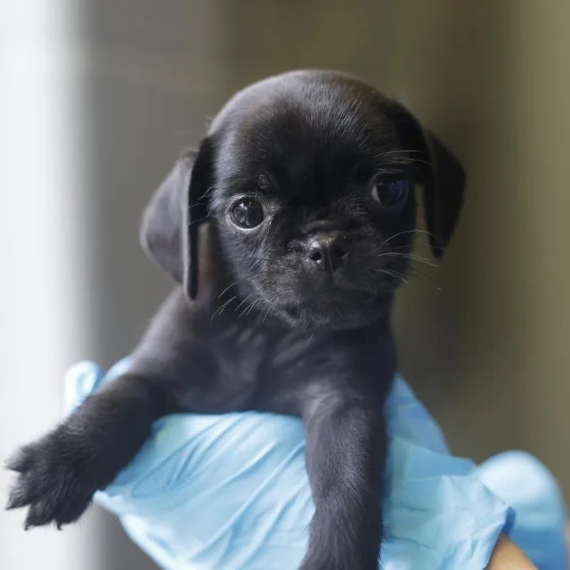 A baby small-sized male Terrier dog named Benny for adoption in San Antonio, TX