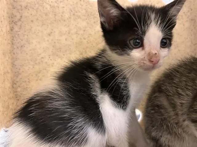 A baby small-sized male Domestic Short Hair cat named Peter for adoption in Riverside, CA
