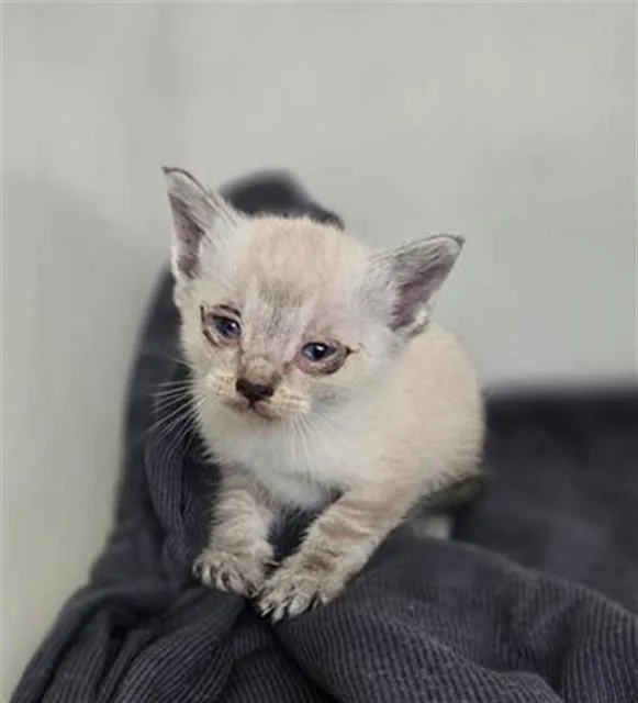 A baby medium-sized male Domestic Short Hair cat named Noddy for adoption in Dallas, TX