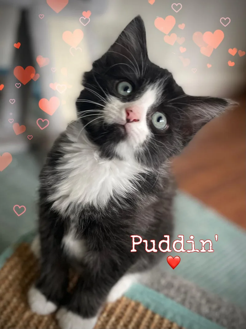 Puddin’