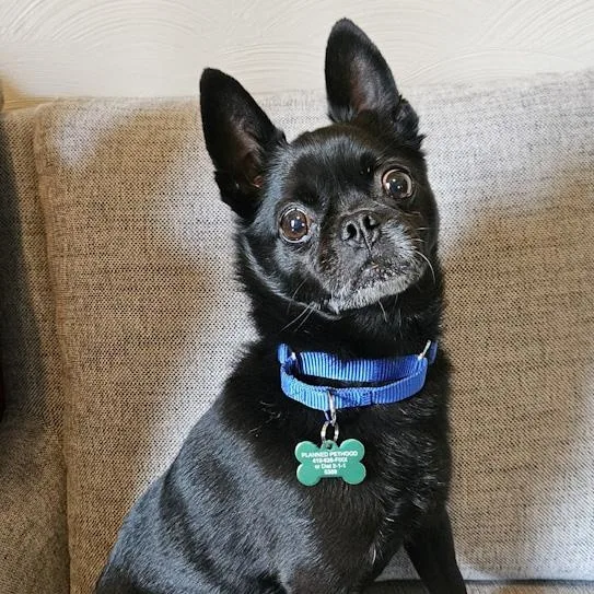 Dobby Lou thumbnail 2