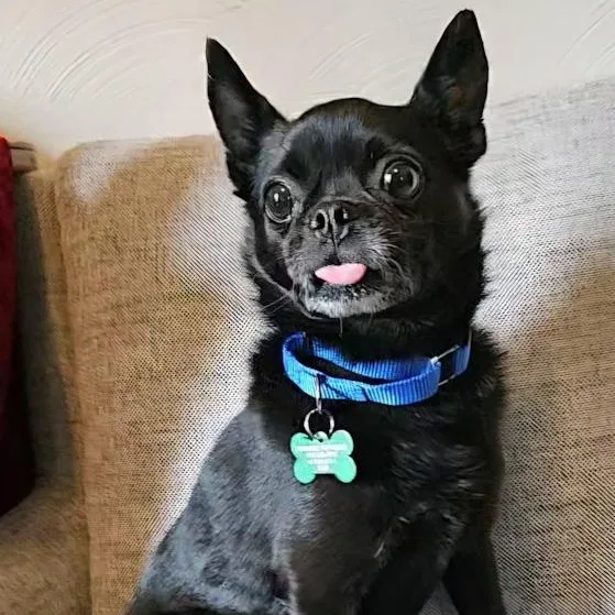 Dobby Lou thumbnail 3