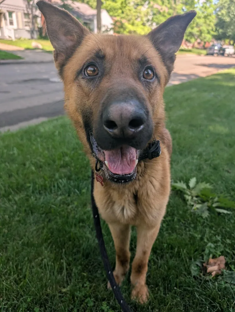 An adult large-sized male Bicolor German Shepherd Dog dog named Ace for adoption in Detroit, MI