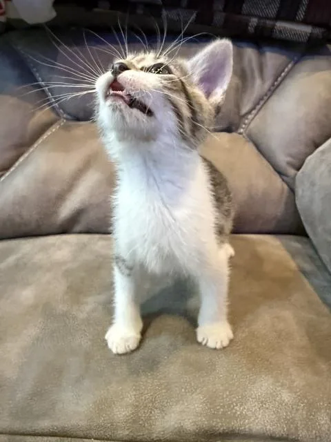 Oliver