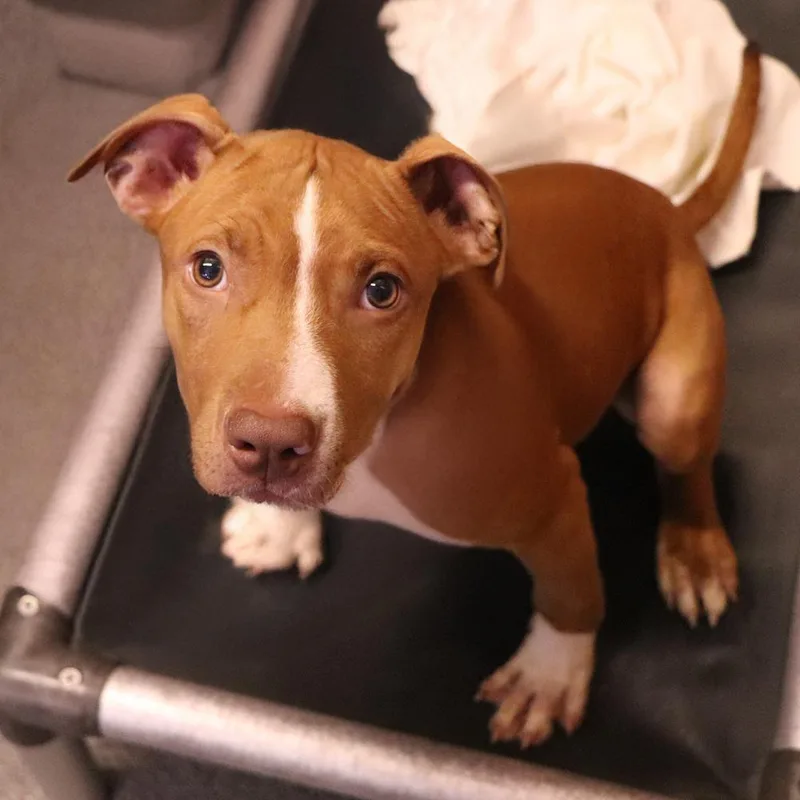 A baby medium-sized female Mixed Breed dog named Daisey for adoption in Port Washington, NY