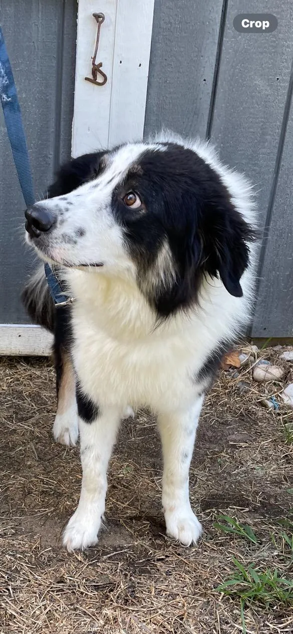 Max