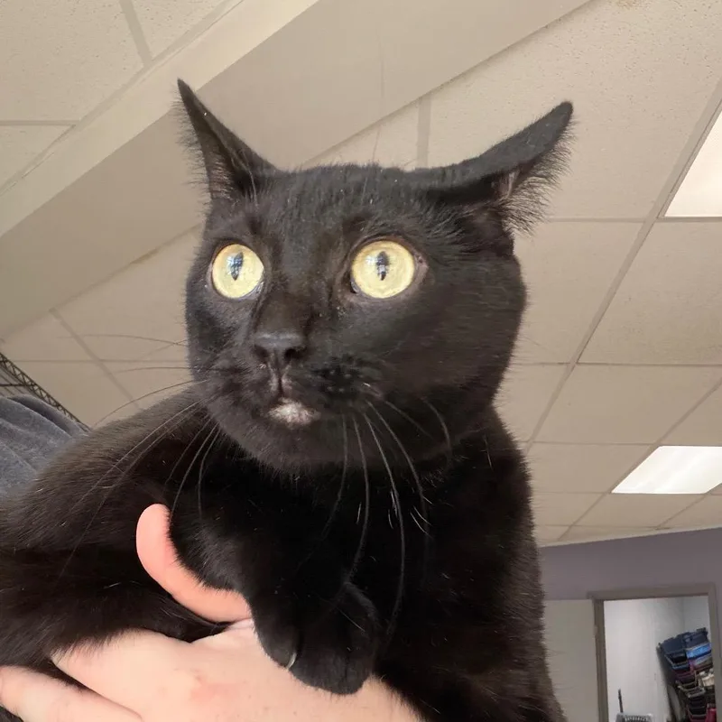 An adult medium-sized female Black Domestic Short Hair cat named Guava for adoption in Indianapolis, IN