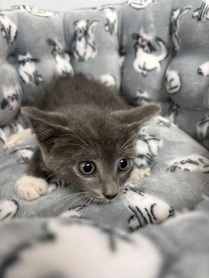 A baby small-sized male Domestic Short Hair cat named Dorian for adoption in Lavonia, GA