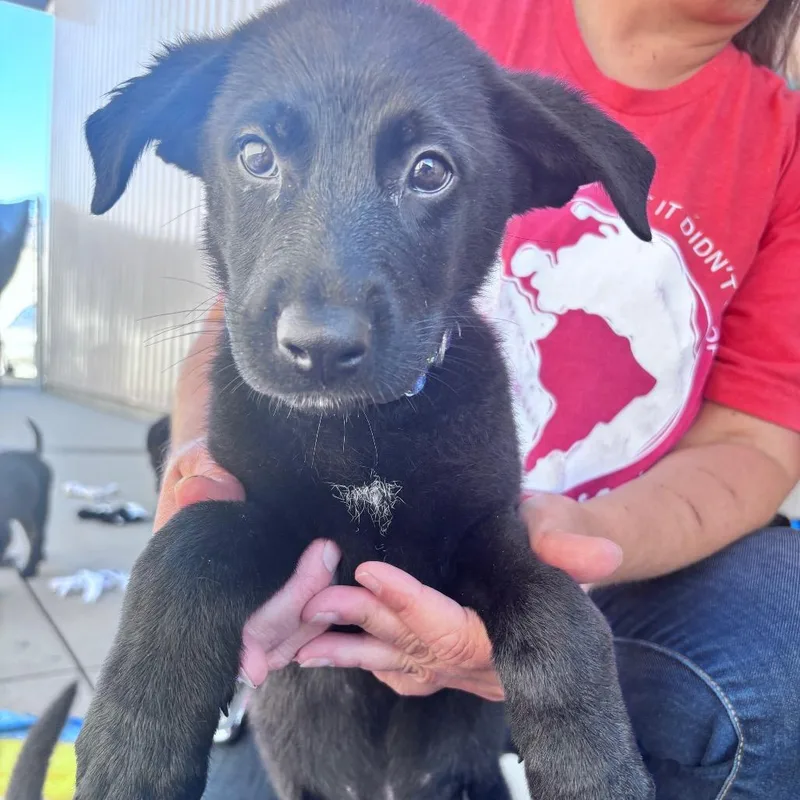A baby small-sized male Black Mixed Breed dog named Blue argyle for adoption in Bismarck, ND