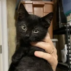 A baby small-sized male Black Domestic Long Hair cat named Egypt for adoption in Greensboro, GA